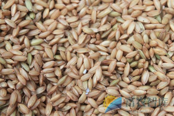 如何鉴别水稻种子的质量？