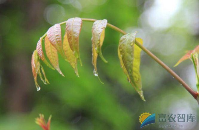 梅雨过后如何管理蔬菜？