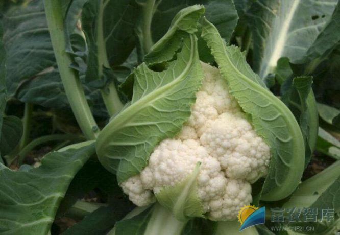 花菜种子杂交,花期不遇,可否采下花药放冰箱保存?-富农智库