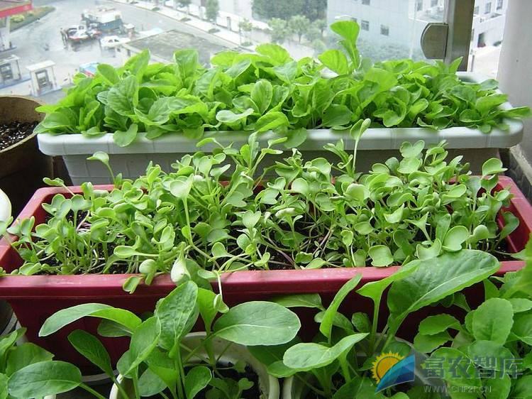 如何种植阳台蔬菜？