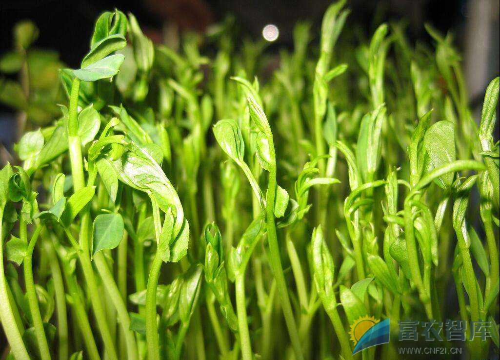 培育豌豆苗芽菜的水为什么会变绿？