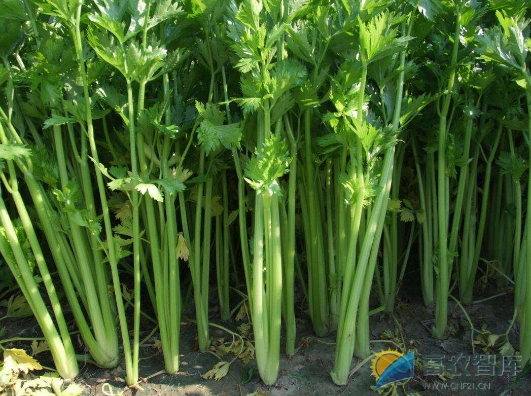 如何在夏季种植芹菜？