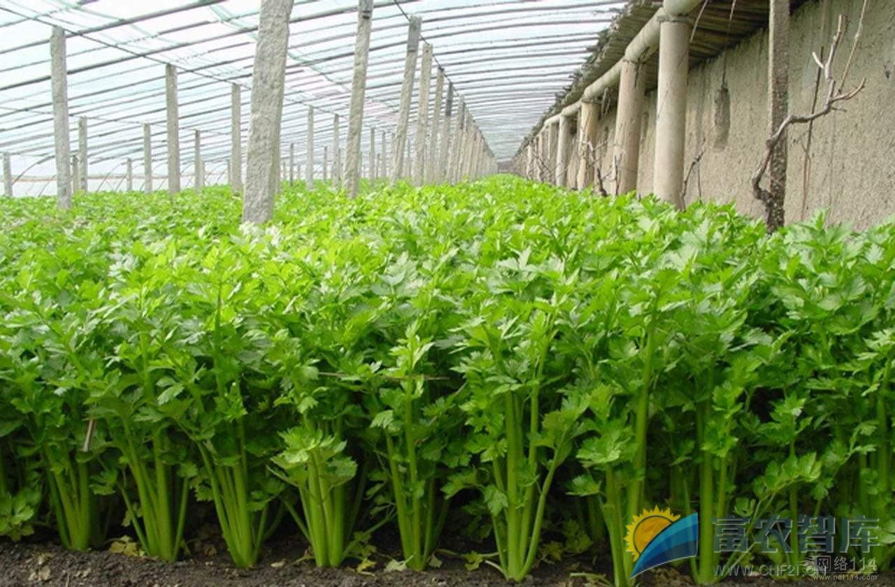 如何在武汉地区栽培芹菜？