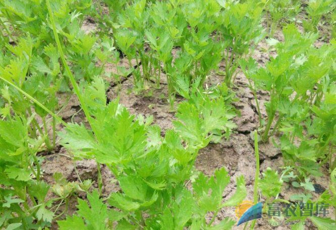 芹菜移栽后如何管理?-富农智库