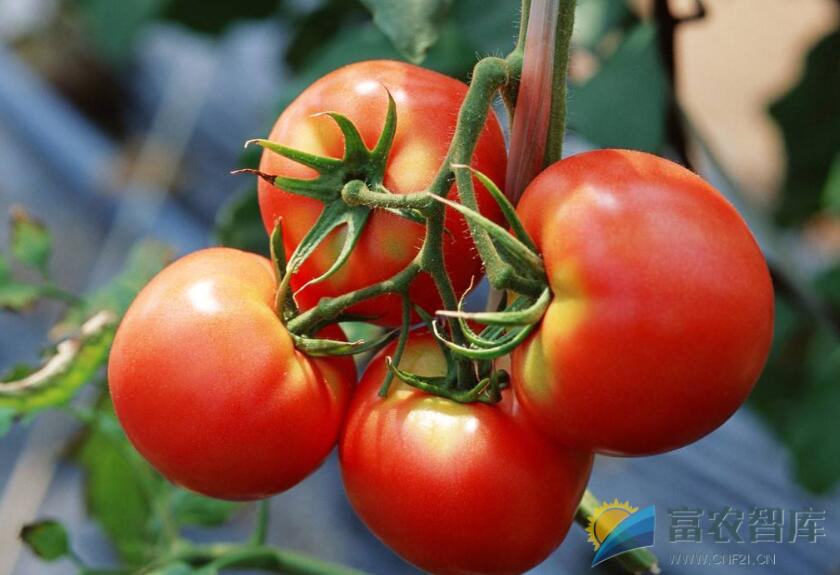 如何种植大棚番茄？