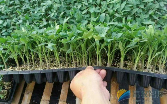 番茄出现高脚苗怎么办?-富农智库