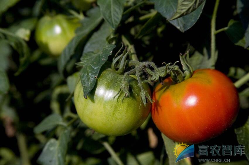 为什么大棚番茄只长个但不转色？