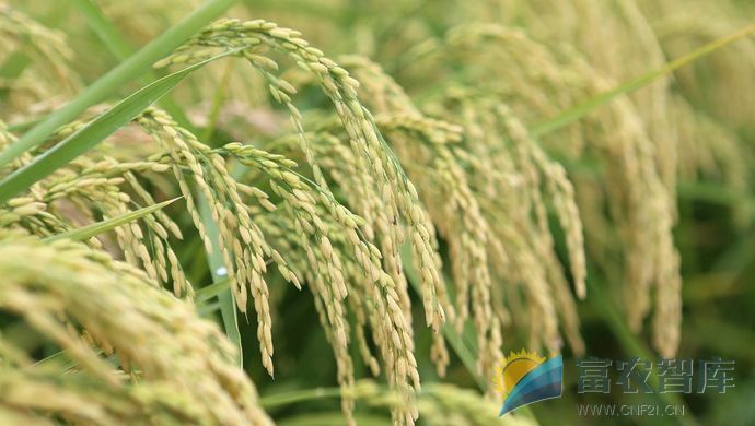 杂交水稻能留种吗？绝对不能！