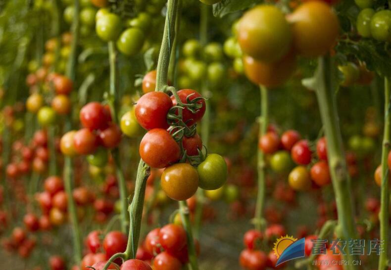 如何提高大棚番茄的结果率？
