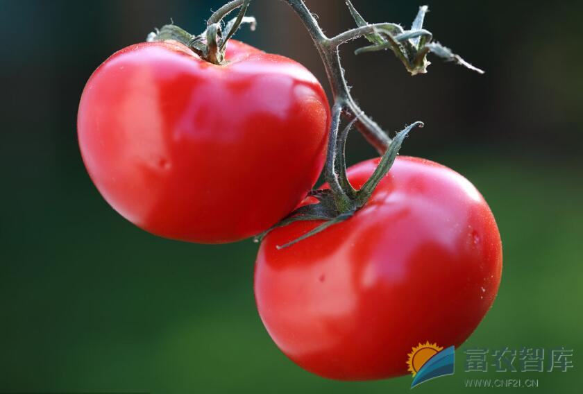 番茄如何疏果？