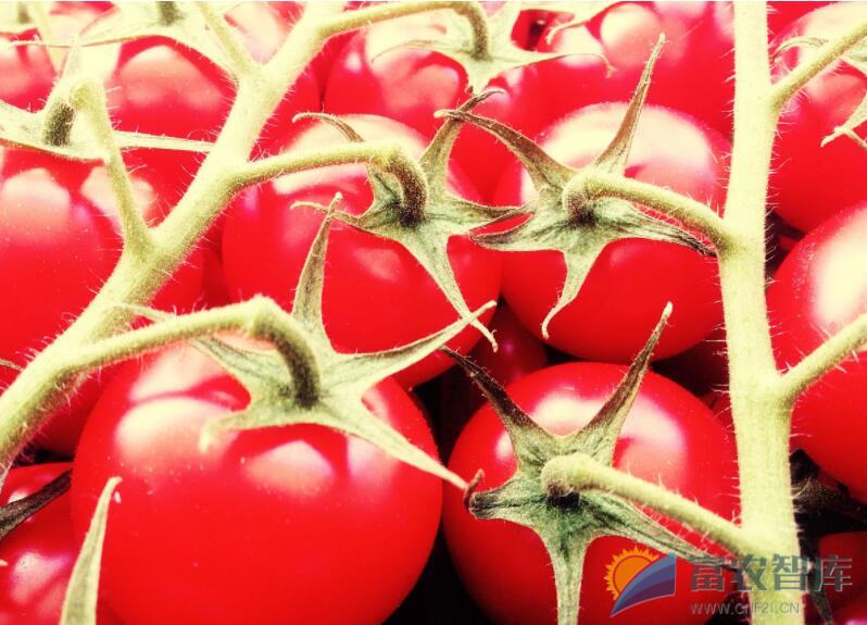 如何提高番茄产量？