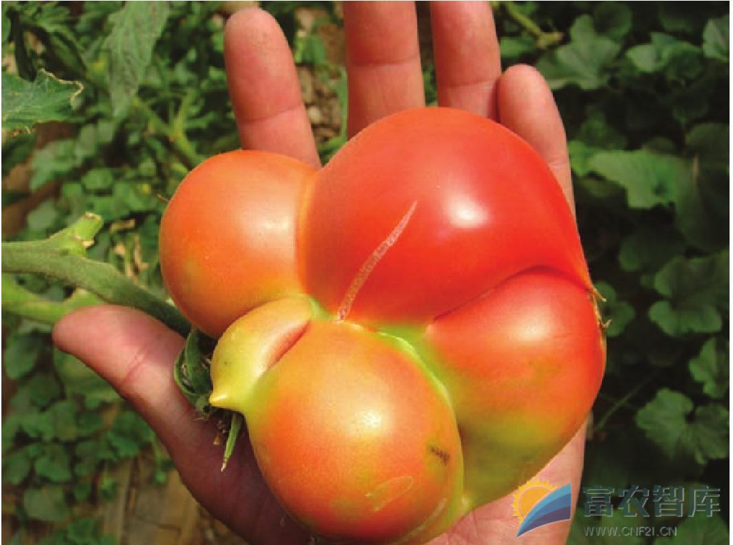番茄出现畸形果的原因有哪些？