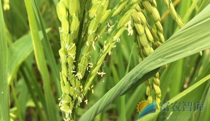 如何使杂交水稻制种的花期相遇？-富农智库