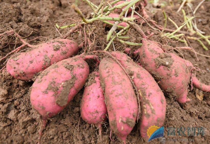 红薯开花后对产量有影响吗？