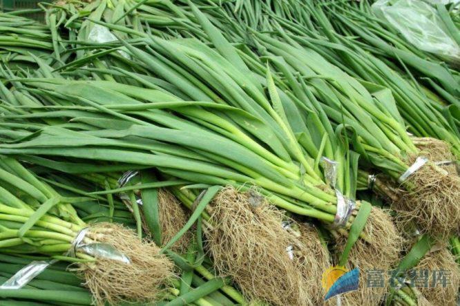 为什么种植香葱不能重茬?-富农智库
