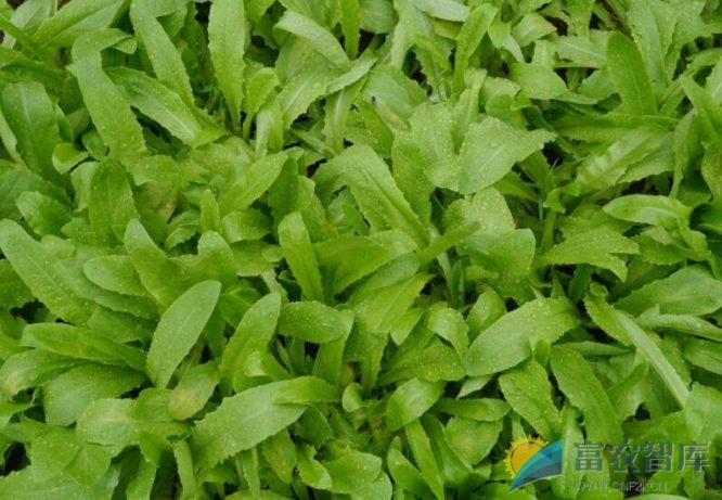 生菜如何穴盘育苗?-富农智库