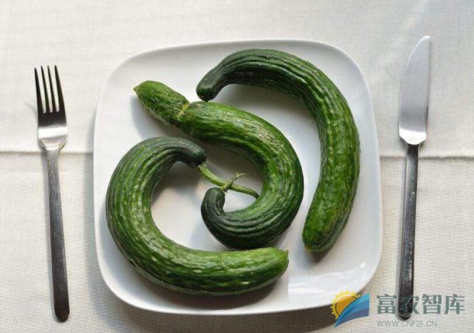 为什么黄瓜会出现畸形瓜?-富农智库