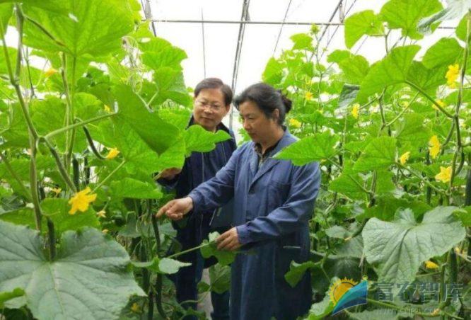 大棚黄瓜如何保温?-富农智库