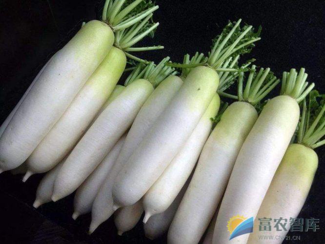如何栽培白玉春萝卜?-富农智库