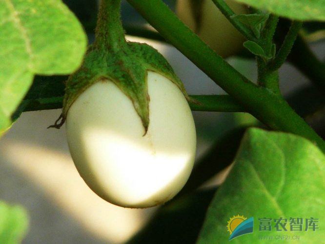 如何栽培观赏型蛋茄?-富农智库