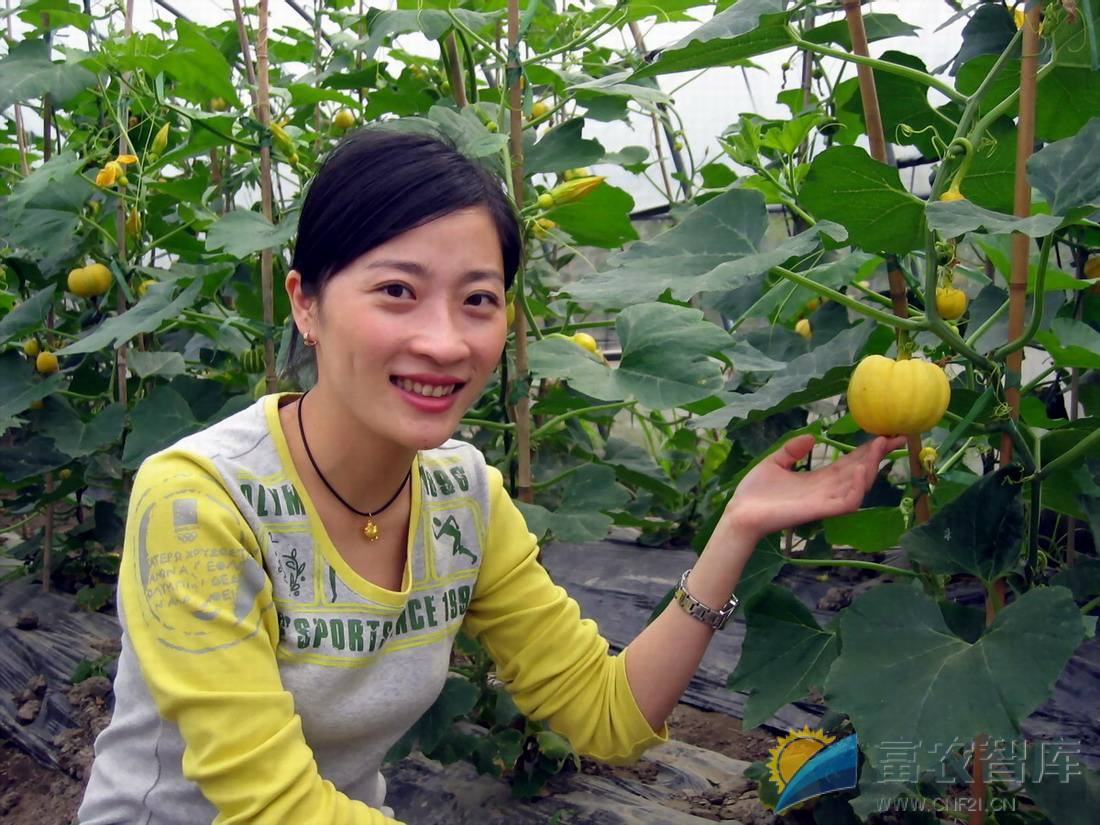 如何栽培迷你橘瓜（小型南瓜）？