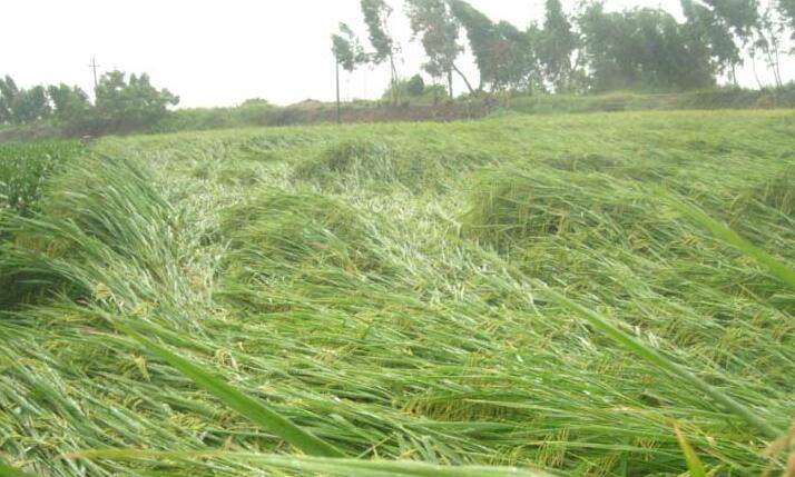 如何处理近成熟的水稻倒伏？
