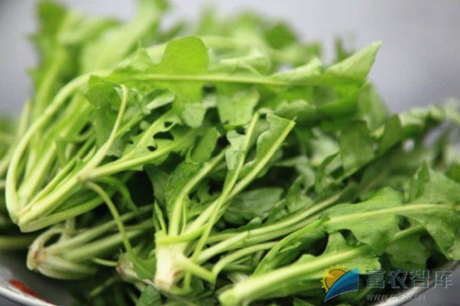 如何在小拱棚里种植荠菜?-富农智库