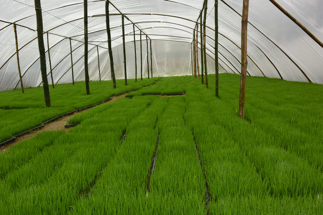 水稻大棚育苗的环境标准是什么？