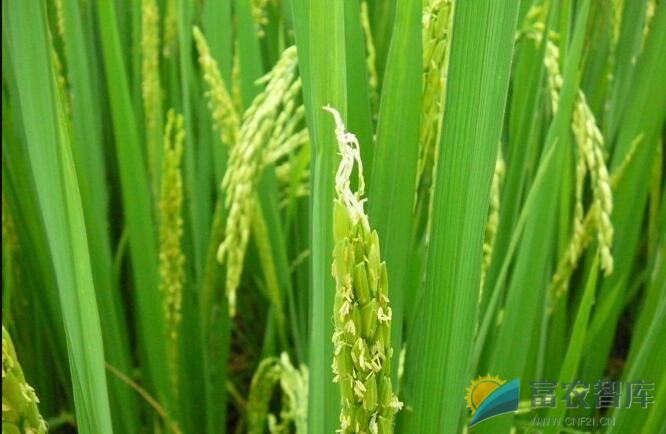 水稻拔节长穗期至抽穗期如何管理水浆?-富农智库