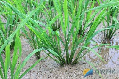 水稻分蘖期如何进行栽培管理？