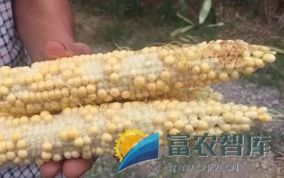 玉米果穗上部不结籽是什么原因?-富农智库