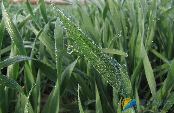 阴雨天如何管理麦子？