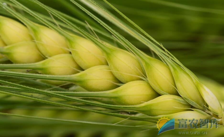如何确定麦子的最佳收获期？