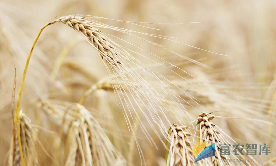 如何防止麦子早衰？
