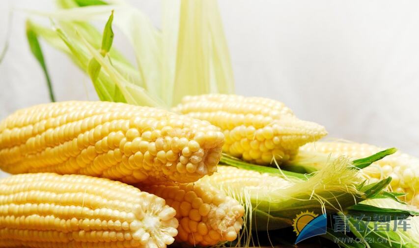 甜玉米如何使用除草剂？