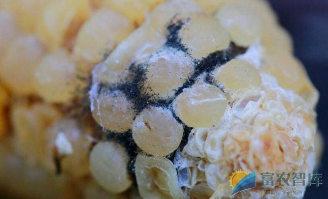 玉米上部秆腐烂怎么办?-富农智库
