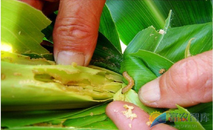 如何防治玉米钻心虫？