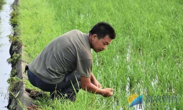 直播稻田怎么除草？