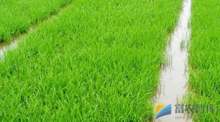 水稻出现白化苗的原因是什么？