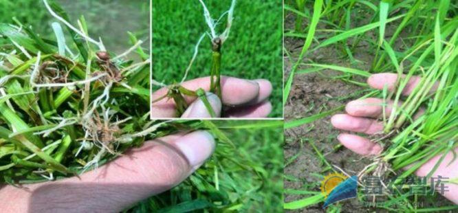 机播水稻播种后如何使用除草剂?-富农智库