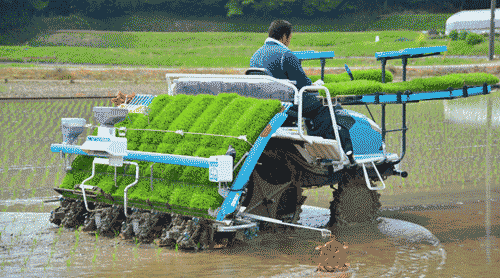 水稻机械化插秧有何优点？