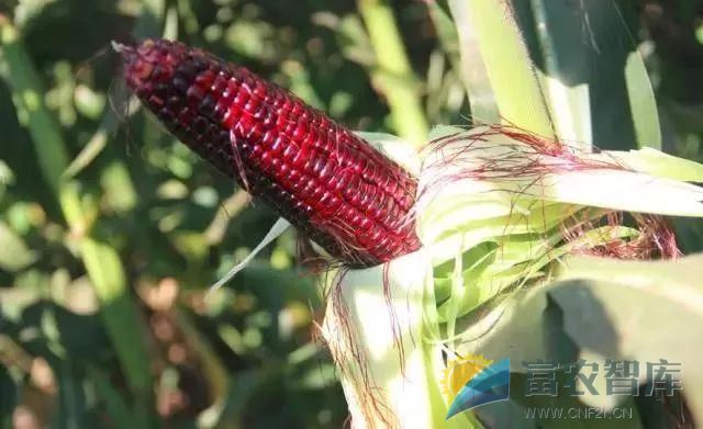 种玉米要注意哪些环节？