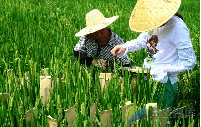 常规水稻可以自己留种吗？