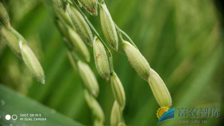 水稻如何施保粒肥？