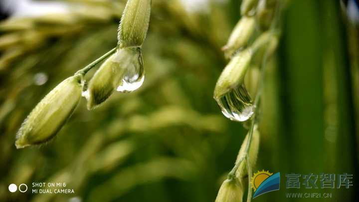立秋后水稻如何施肥？