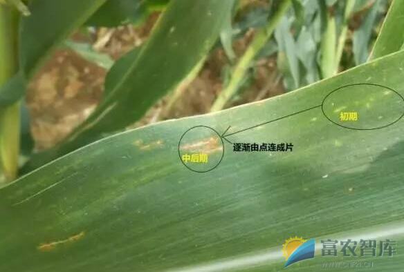怎样识别玉米大、小斑病?-富农智库