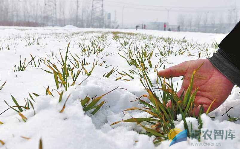 苗期小麦遇上低温会冻死吗？