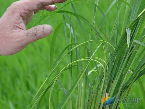 如何防治水稻条纹叶枯病？