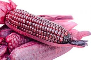 紫糯玉米是水果玉米吗? 紫糯玉米是水果玉米吗?-富农智库