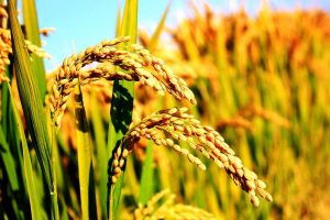 稻米如何分类?-富农智库